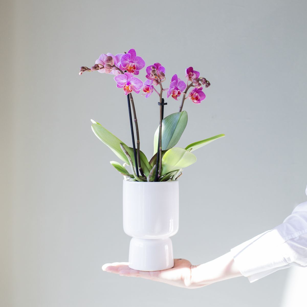 Plantas a Domicilio - Orquidea Bicolor Rotterdam - Phalaenopsis - COLVIN