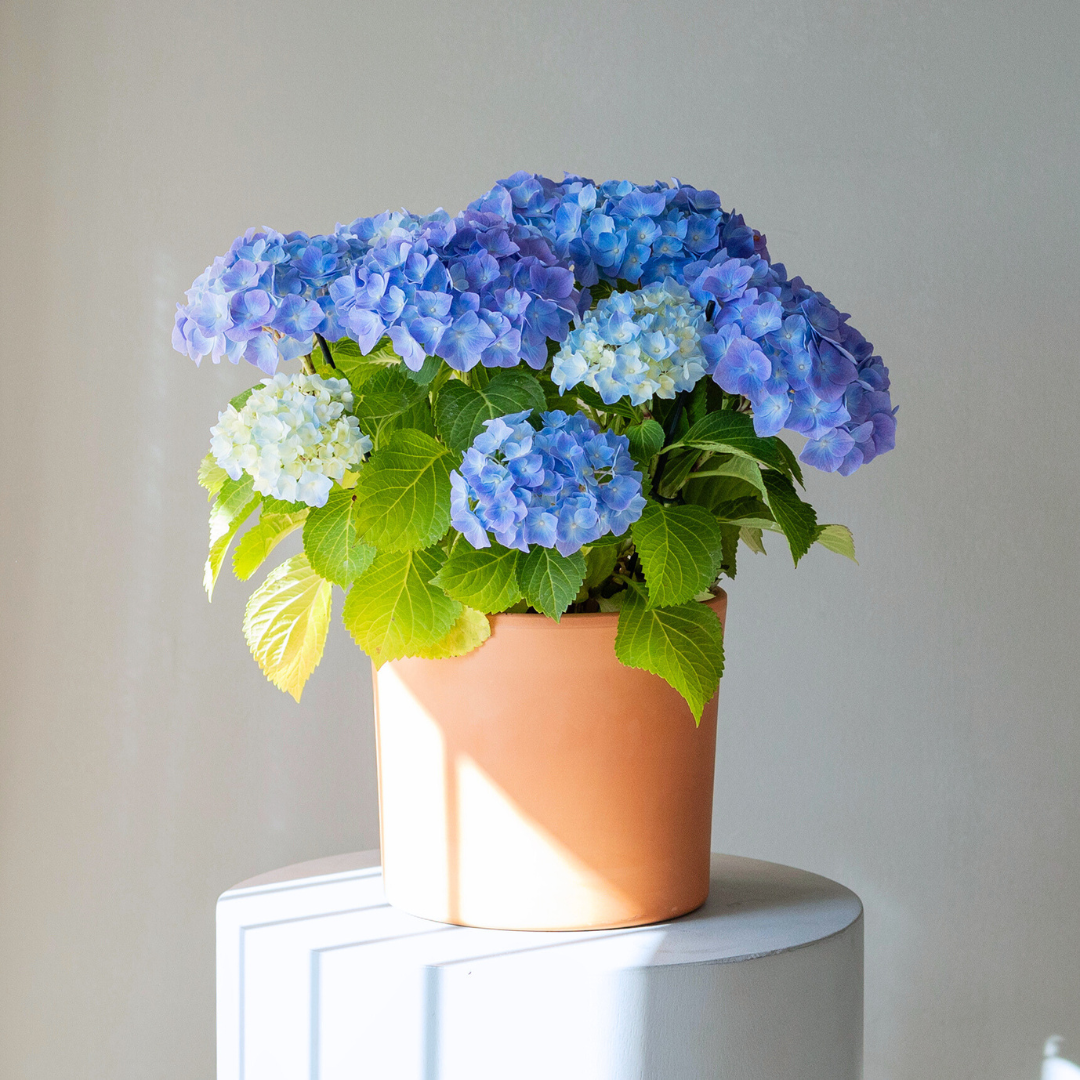 Plantas a Domicilio - Planta Hortensia Bicolor Azul - COLVIN