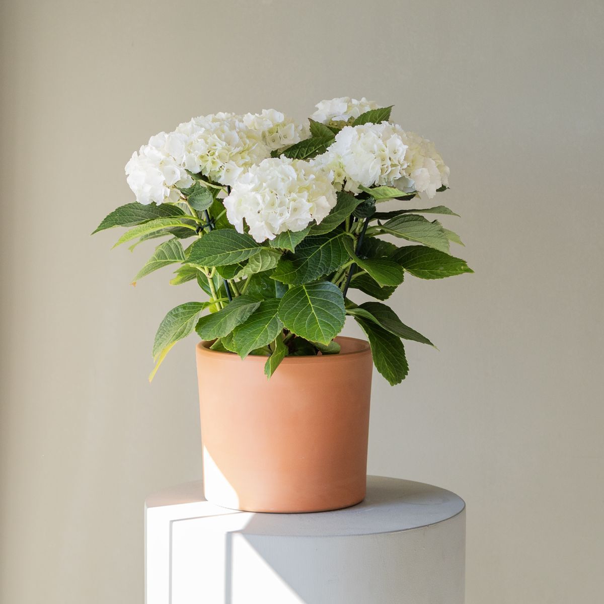 Plantas a Domicilio - Hortensia Blanca - COLVIN