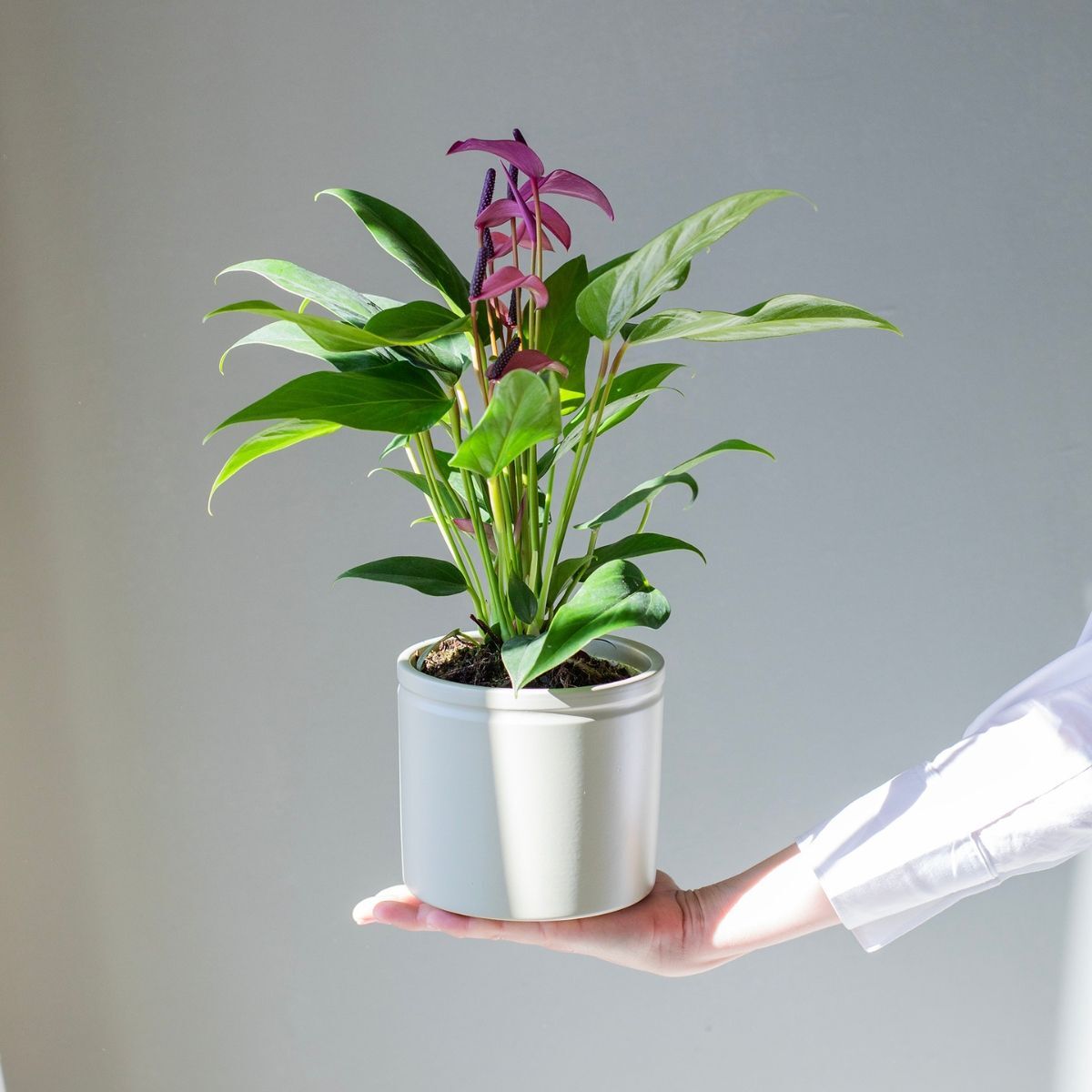 Plantas a Domicilio - Anthurium Andreanum Lila Planta - Anturio - COLVIN