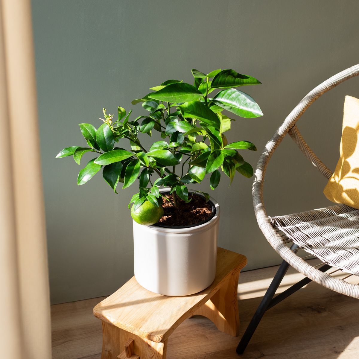 Plantas a Domicilio - Citrus limon - árbol limonero - COLVIN