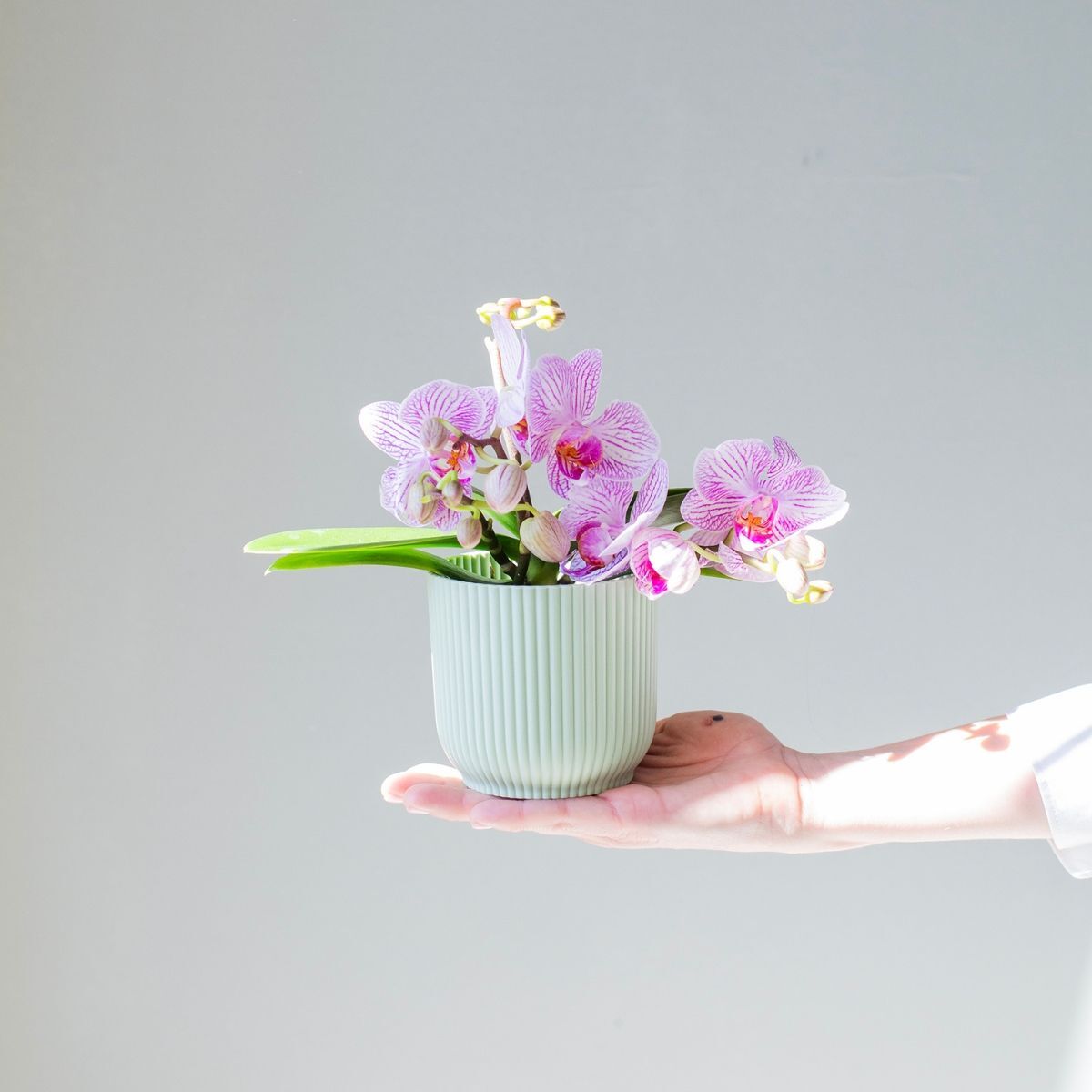 Plantas a Domicilio - Orquídea Mini Rosada - COLVIN