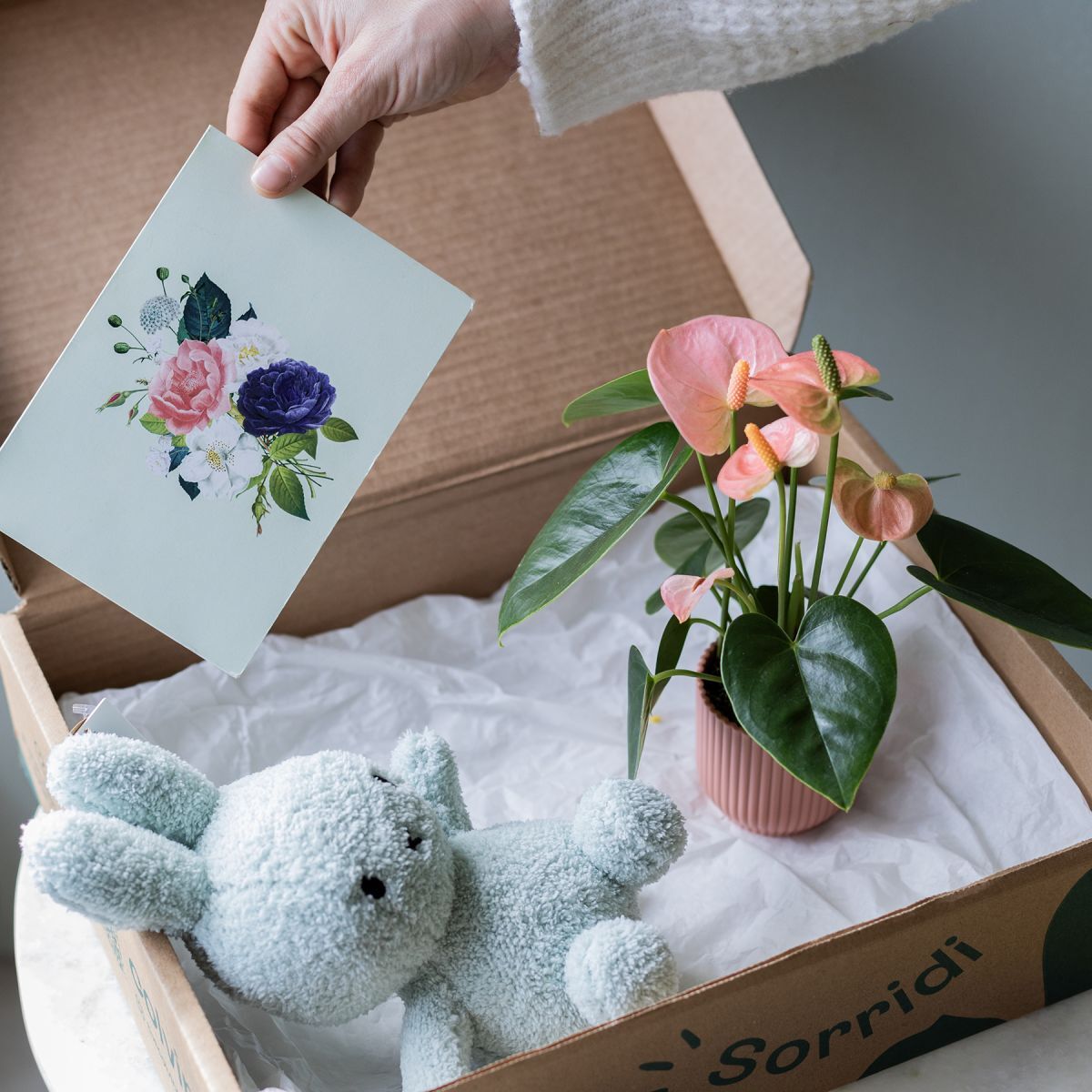 Flores a Domicilio - Pack Mini Anthurium con maceta y peluche Miffy - COLVIN