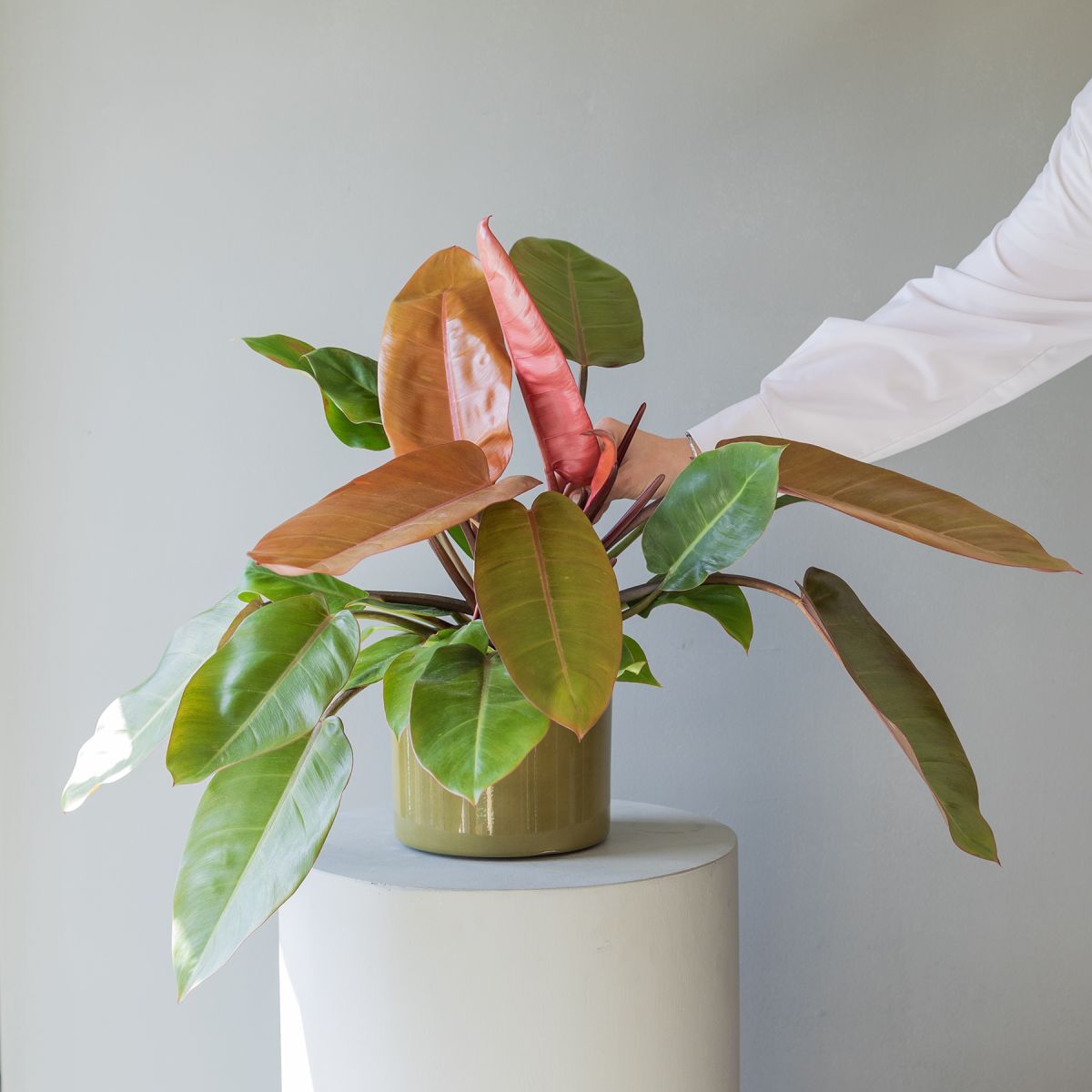 Plantas a Domicilio - Philodendron Prince Orange - COLVIN