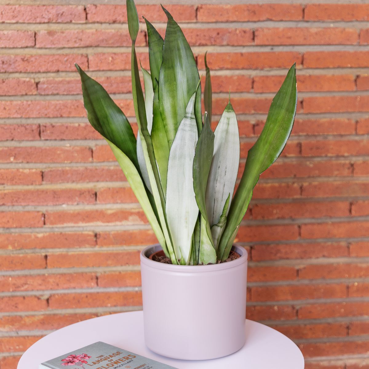 Big Selene Big Selene