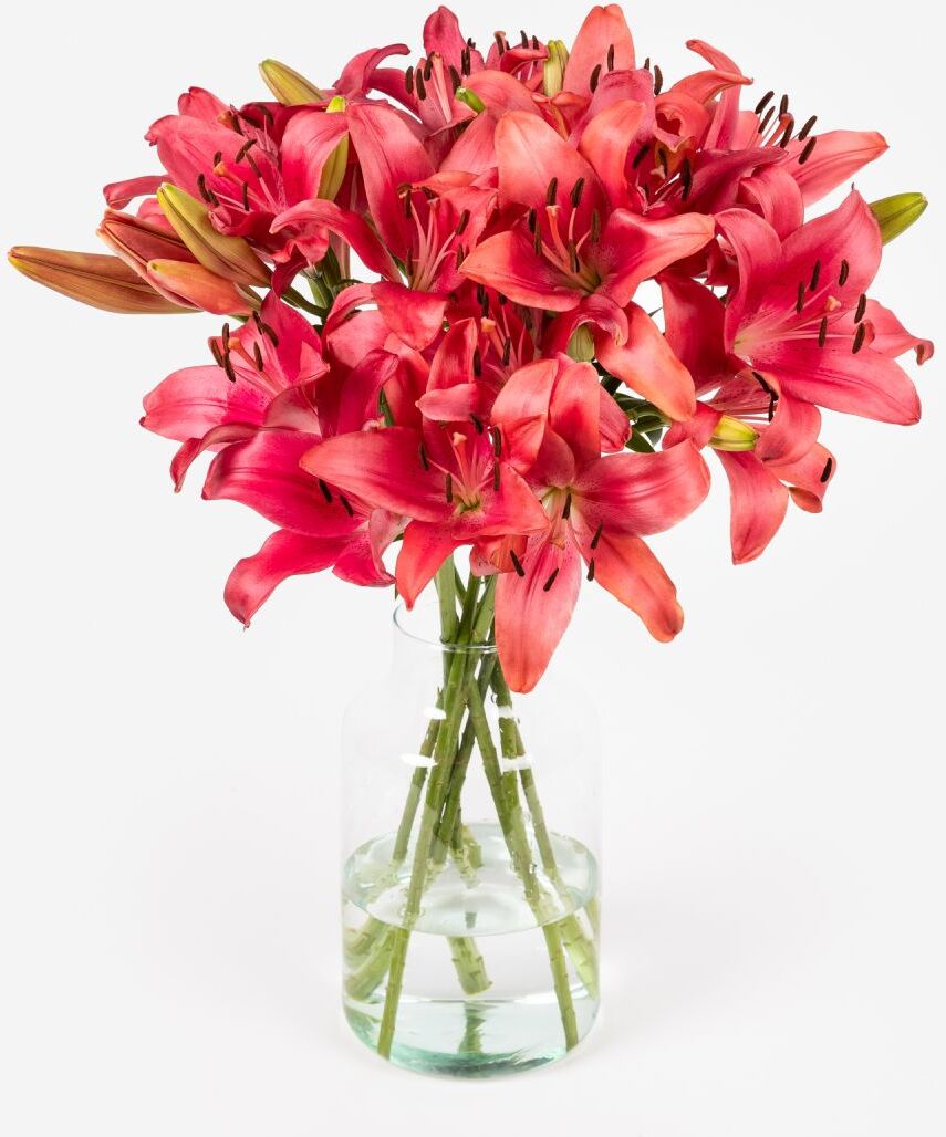 Original Love Original Love