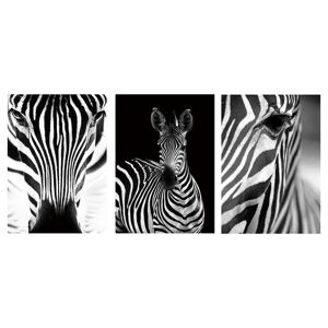 LOLAhome Set de 3 cuadros cabeceros de cebra fotoimpresos sobre lienzo en blanco y negro de 50x70 cm