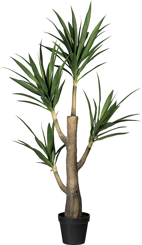 kaiserkraft Dracaena fragrans, en maceta de plástico, altura 1600 mm, con tierra