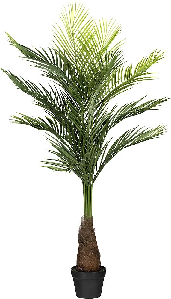 kaiserkraft Palmera bambú, en maceta de plástico negro, altura 1400 mm, con tierra