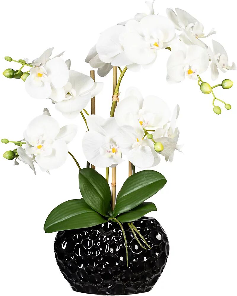 kaiserkraft Phalaenopsis, jarrón de cerámica negro, altura 550 mm, flores blancas