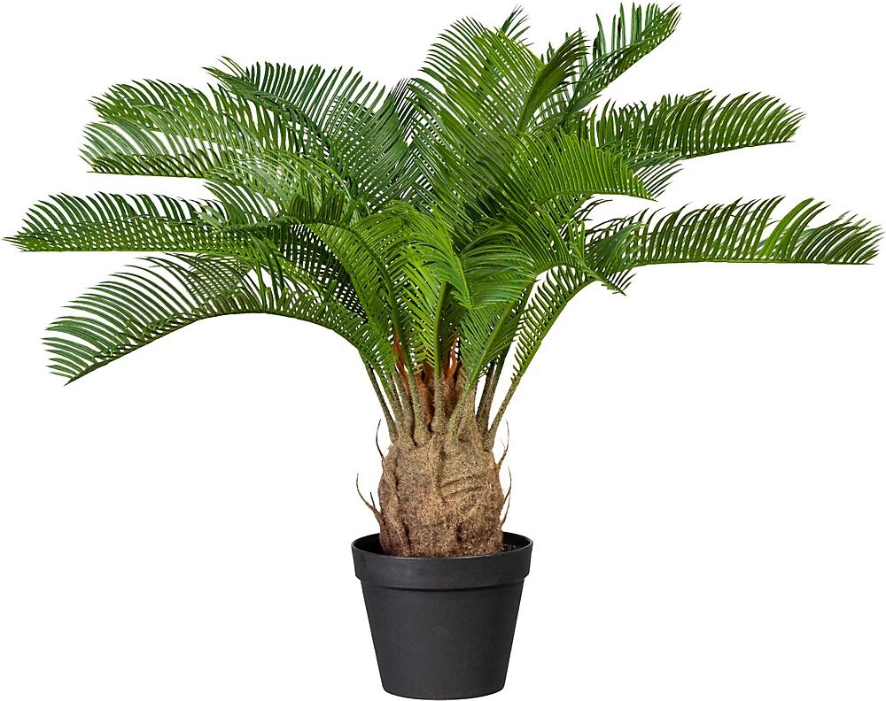 kaiserkraft Palma Cycas, altura aprox. 600 mm, en maceta de plástico con tierra