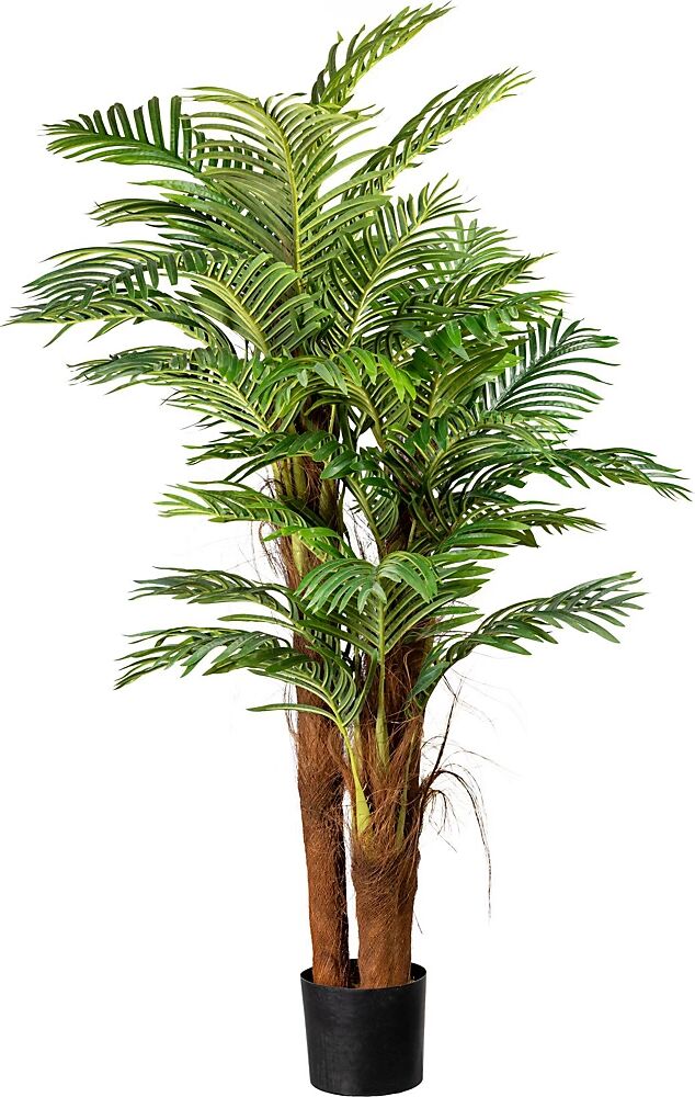 kaiserkraft Palma Areca con tronco de coco, altura aprox. 1600 mm, en maceta de plástico con tierra