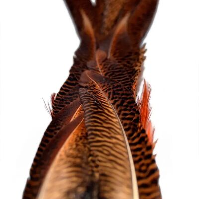 Baetis Pluma Male Pheasant Tail Gold One Size Baetis Pluma Male Pheasant Tail Gold One Size