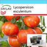 SAFLAX - Set de regalo - Tomate - Tigerella - 10 semillas - Con caja de regalo, tarjeta, etiqueta y sustrato para macetas - Lycopersicon esculentum