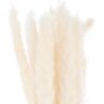 Hill Interiors Pampas Grass Planta Seca (Paquete de 15)