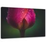 Feeby Canvas print, Bud and dew