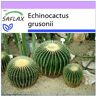 SAFLAX - Cactus Barril / Asiento de Suegra - 40 semillas - Echinocactus grusonii