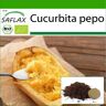 SAFLAX - Orgánico - Calabacín - Espagueti - 5 semillas - Con sustrato de maceta para un mejor cultivo - Cucurbita pepo