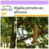 SAFLAX - Árbol de la salchicha - 10 semillas - Kigelia pinnata