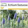 SAFLAX - Orgullo de Madeira - 100 semillas - Echium fastuosa