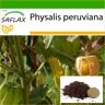 SAFLAX - Grosella espinosa / Cereza peruana - 100 semillas - Con sustrato para macetas para un mejor cultivo - Physalis peruviana