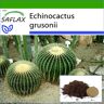 SAFLAX - Cactus Barril / Asiento de Suegra - 40 semillas - Con sustrato para macetas para un mejor cultivo - Echinocactus grusonii