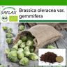 SAFLAX - Ecológico - Coles de Bruselas - Groninger - 30 semillas - Con sustrato para macetas para un mejor cultivo - Brassica oleracea