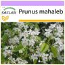 SAFLAX - Cereza Mahaleb - 30 semillas - Prunus mahaleb