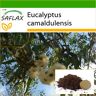 SAFLAX - River Red Gum - 200 semillas - Con sustrato para macetas para un mejor cultivo - Eucalyptus camaldulensis