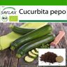 SAFLAX - Orgánico - Calabacín - Nero di Milano - 6 semillas - Con sustrato para macetas para un mejor cultivo - Cucurbita pepo