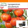 SAFLAX - Garden in the Bag - Tomate - Tigerella - 10 semillas - Con sustrato en una bolsa de pie adecuada - Lycopersicon esculentum