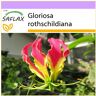 SAFLAX - Lirio trepador africano - 15 semillas - Gloriosa rothschildiana