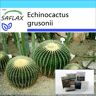 SAFLAX - Set de regalo - Cactus barril / Asiento de suegra - 40 semillas - Con caja de regalo, tarjeta, etiqueta y sustrato para macetas - Echinocactus grusonii