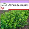 SAFLAX - Manto de dama - 100 semillas - Alchemilla vulgaris