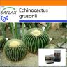 SAFLAX - Garden in the Bag - Barrel Cactus / Mother in law Seat - 40 semillas - Con sustrato en una bolsa de pie adecuada - Echinocactus grusonii