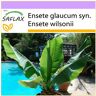 SAFLAX - Snow Banana - 10 semillas - Ensete glaucum