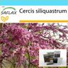 SAFLAX - Set de regalo - Árbol de los enamorados - 60 semillas - Con caja de regalo, tarjeta, etiqueta y sustrato para macetas - Cercis siliquastrum
