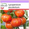 SAFLAX - Tomate - Tigerella - 10 semillas - Lycopersicon esculentum