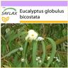 SAFLAX - Bluegum de Tasmania - 100 semillas - Eucalyptus globulus