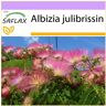 SAFLAX - Pinc Acacia - 50 semillas - Albizia julibrissin