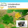 SAFLAX - Set de regalo - Tulipero - 20 semillas - Con caja de regalo, tarjeta, etiqueta y sustrato para macetas - Liriodendron tulipifera