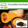 SAFLAX - Orgánico - Calabacín - Butternut - 6 semillas - Con sustrato de maceta para un mejor cultivo - Cucurbita moschata