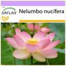SAFLAX - Loto sagrado de la India - 8 semillas - Nelumbo nucifera