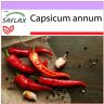 SAFLAX - Chili - De Cayenne - 20 semillas - Capsicum annum