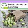 SAFLAX - Orgánico - Coles de Bruselas - Groninger - 30 semillas - Brassica oleracea