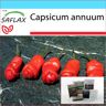 SAFLAX - Set de regalo - Chili - Peter Peppers Penis Chili - 10 semillas - Con caja de regalo, tarjeta, etiqueta y sustrato para macetas - Capsicum annuum