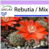 SAFLAX - Rebutia - 40 semillas - Rebutia Mix