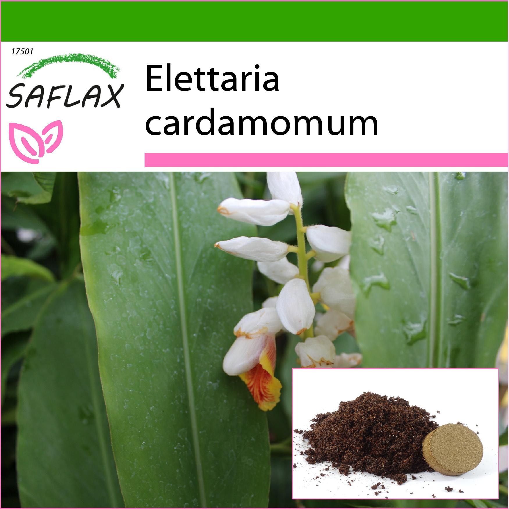 SAFLAX - Cardamomo - 20 semillas - Con sustrato para macetas para un mejor cultivo - Elettaria cardamomum