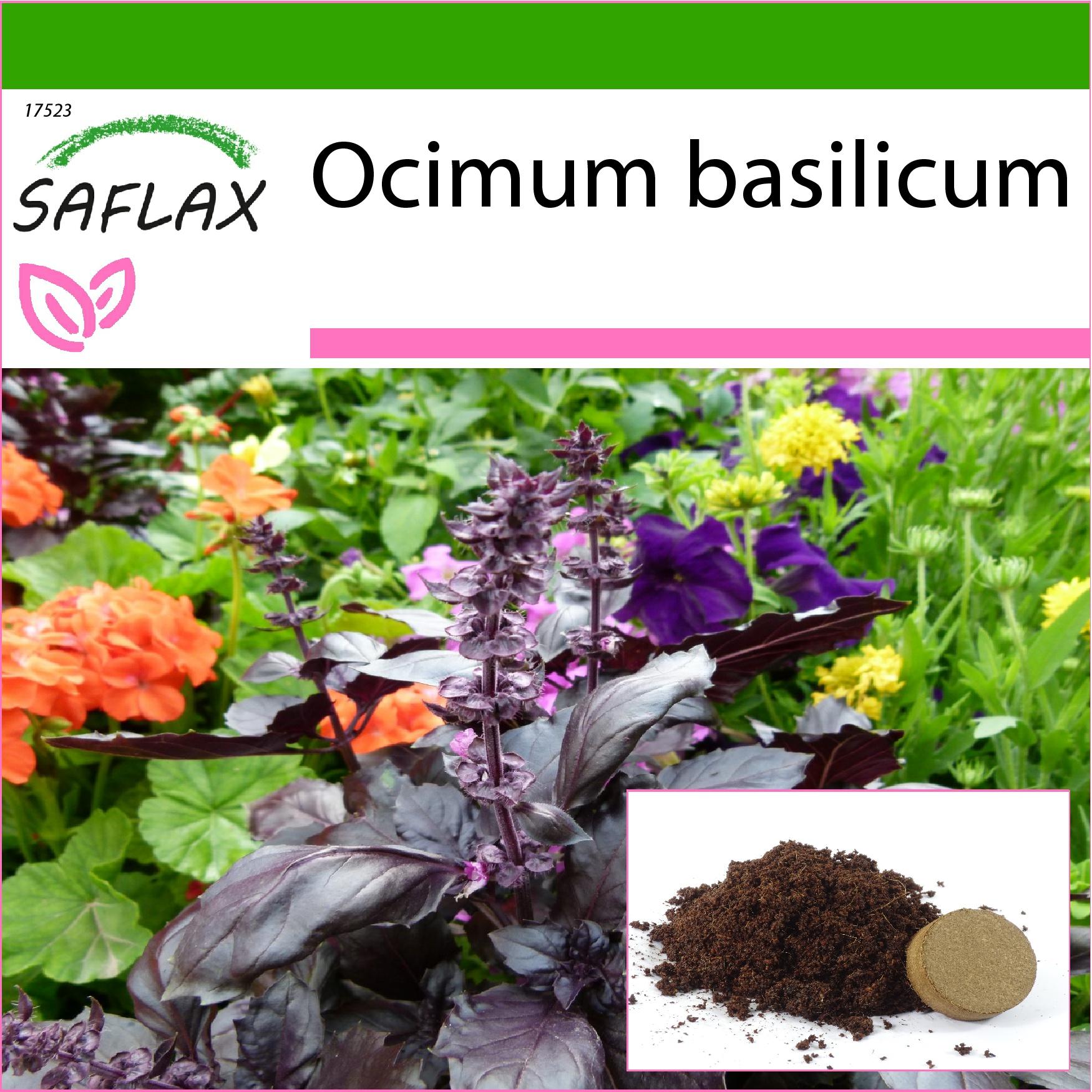 SAFLAX - Albahaca roja - 200 semillas - Con sustrato para macetas para un mejor cultivo - Ocimum basilicum