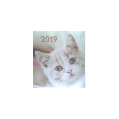 Teneues Calendario 2019. Gatos Teneues Calendario 2019. Gatos